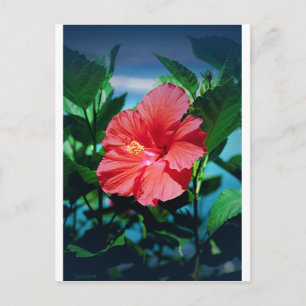 Carte Postale Fleur des Caraïbes