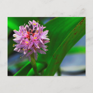 Carte Postale Fleur d'étang