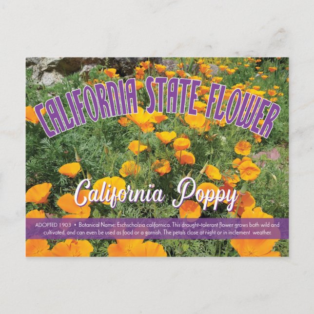Carte Postale Fleur d'État de Californie, le coquelicot de Calif (Devant)