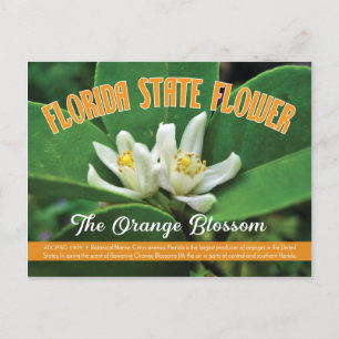 Carte Postale Fleur d'Etat de Floride la Fleur Orange