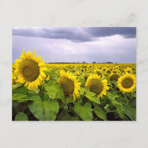 Carte Postale Fleur d'État du Kansas - Tournesol