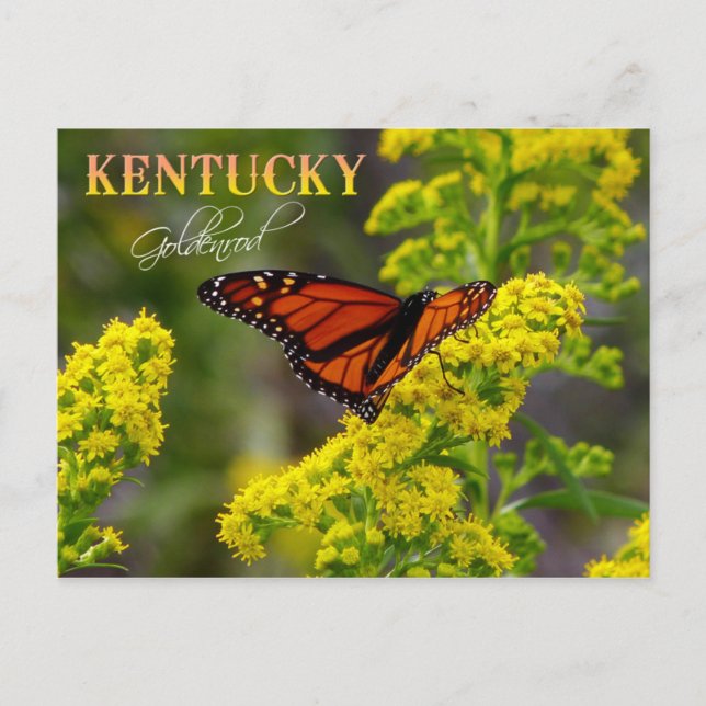 Carte Postale Fleur d'État du Kentucky : Goldenrod (Devant)