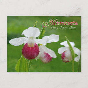 Carte Postale Fleur d'État du Minnesota : Chaussure de la dame S