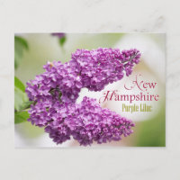 Fleur d'État du New Hampshire : Lilac pourpre