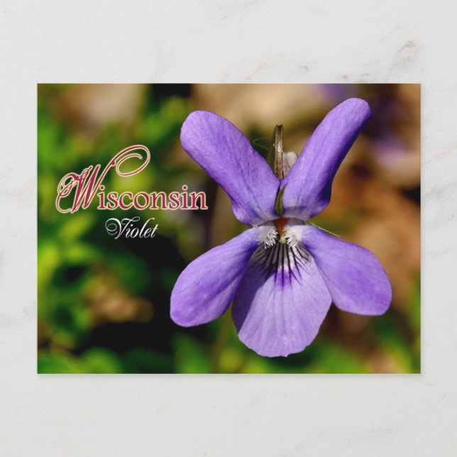Carte Postale Fleur d'État du Wisconsin : Violet (Devant)