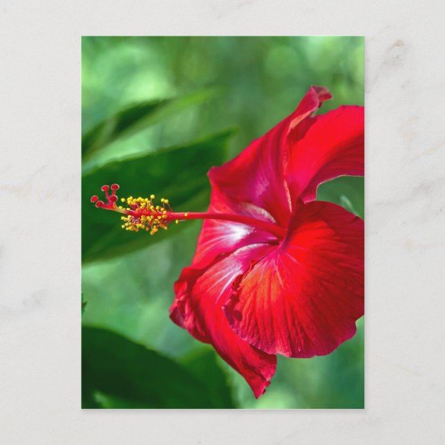 Carte Postale Fleur d'Hibiscus (Devant)