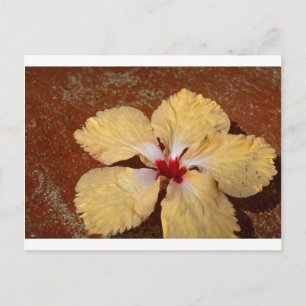 Carte Postale Fleur d'hibiscus jaune simple