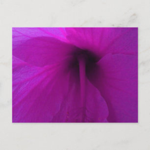 Carte Postale Fleur d'Hibiscus pourpre