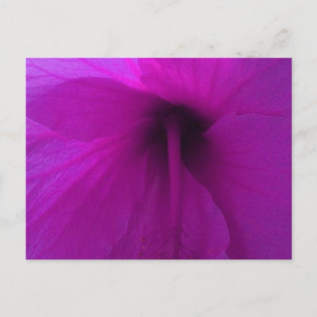 Carte Postale Fleur d'Hibiscus pourpre (Devant)