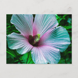 Carte Postale Fleur d'Hibiscus Rose Pâle et Lavande de Près