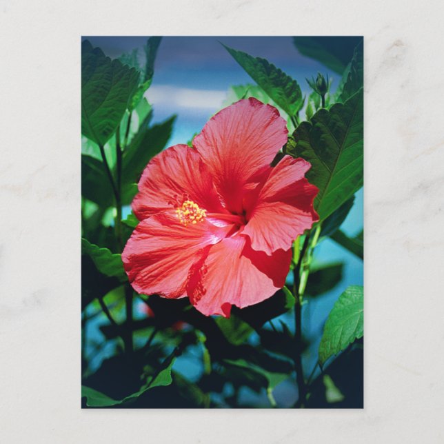 Carte Postale Fleur d'Hibiscus rouge (Devant)