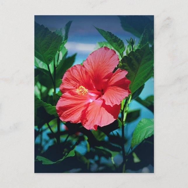 Carte Postale Fleur d'Hibiscus rouge (Devant)