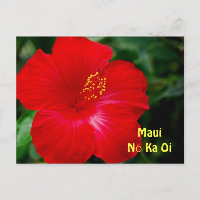 Carte Postale Fleur d'Hibiscus rouge brillante, Maui Hawaii (Devant)