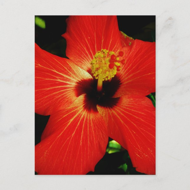 Carte Postale Fleur d'Hibiscus rouge-orange (Devant)