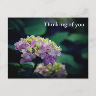 Carte Postale Fleur d'Hydrangée rose et blanche qui pense à vous