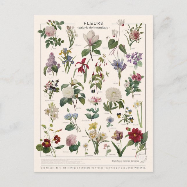 Carte Postale Fleur d'illustration (Devant)