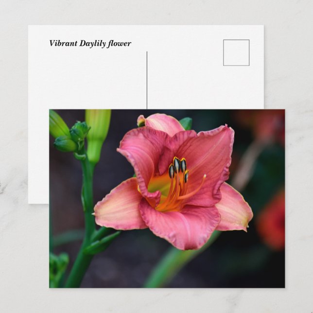 Carte Postale Fleur diurne (Devant / Derrière)