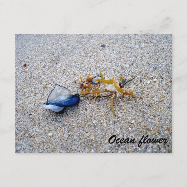 Carte Postale Fleur d'océan (Devant)