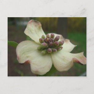 Carte Postale Fleur Dogwood