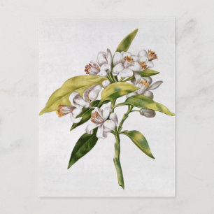 Carte Postale Fleur d'oranger, de 'La Guirlande de Julie'