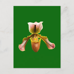 Carte Postale Fleur d'orchidée