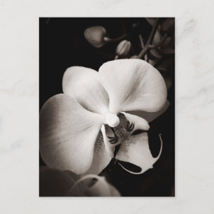 Carte Postale Fleur d'orchidée