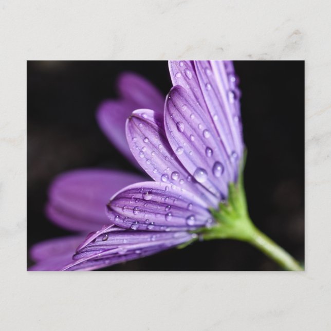 Carte Postale Fleur d'ostéospermum pourpre (Devant)