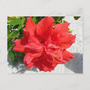 Carte Postale Fleur double hibiscus rouge