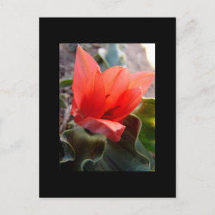 Carte Postale fleur du désert