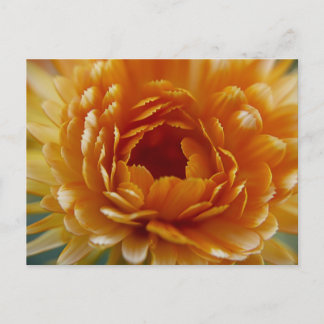 CARTE POSTALE - Fleur du désert