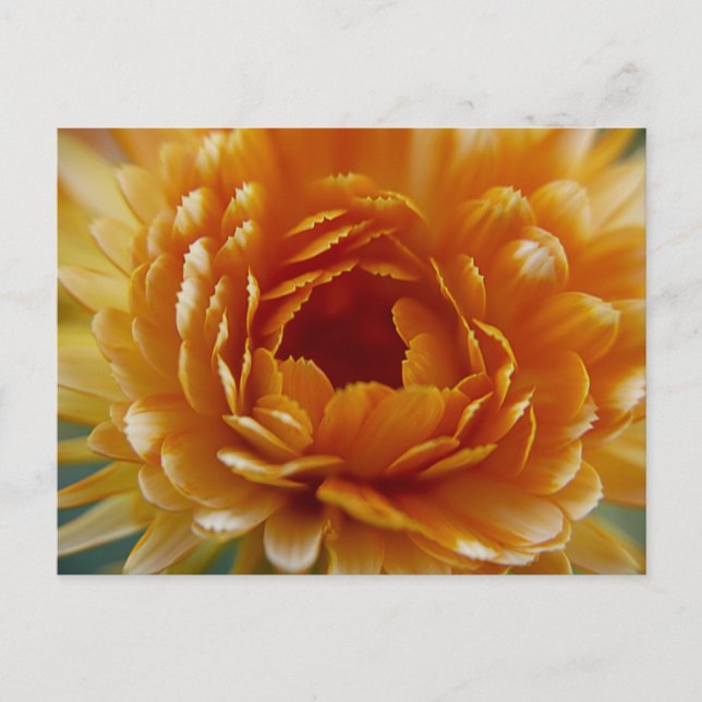 CARTE POSTALE - Fleur du désert (Devant)