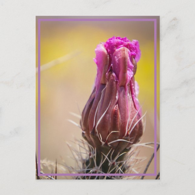 Carte Postale Fleur du désert (Devant)