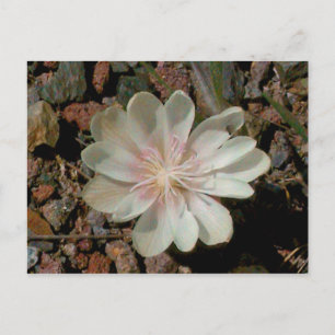 Carte Postale Fleur du désert peinte