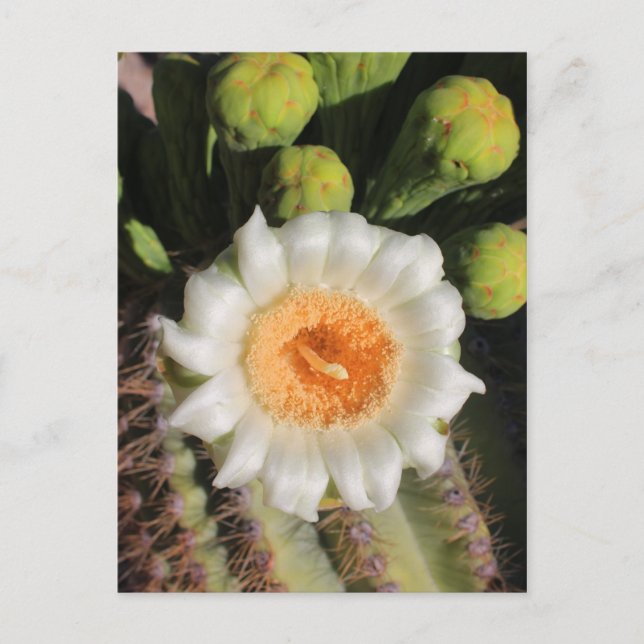 Carte Postale Fleur du Saguaro Cactus (Devant)