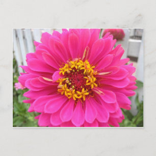 Carte Postale fleur, état rose foire zinnia