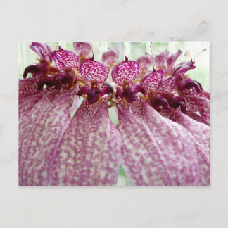 Carte Postale fleur exotique