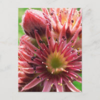 Fleur Exotique, Bourgeons Roses, Succulente / Natu