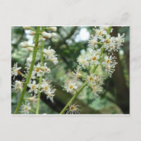Fleur exotique en Irlande