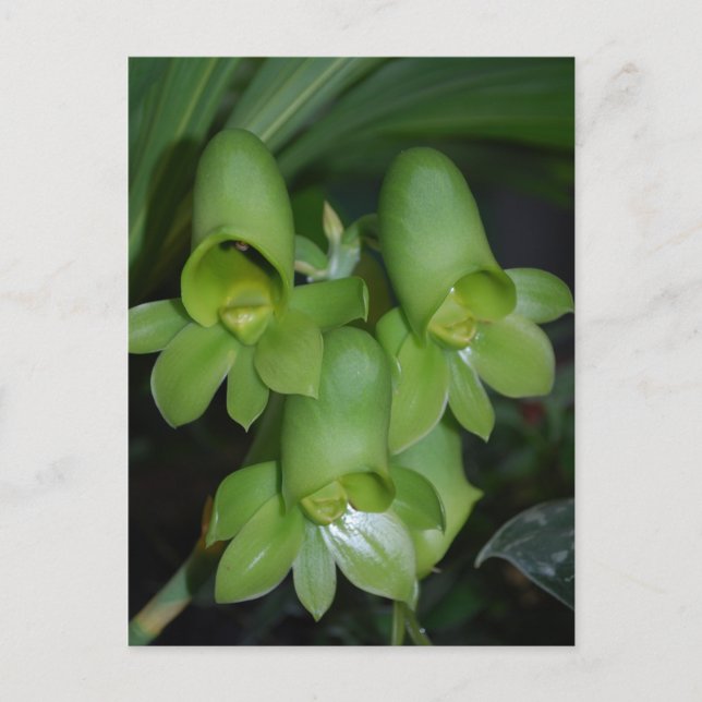 Carte Postale Fleur femelle de Catasetum orchidée (Devant)