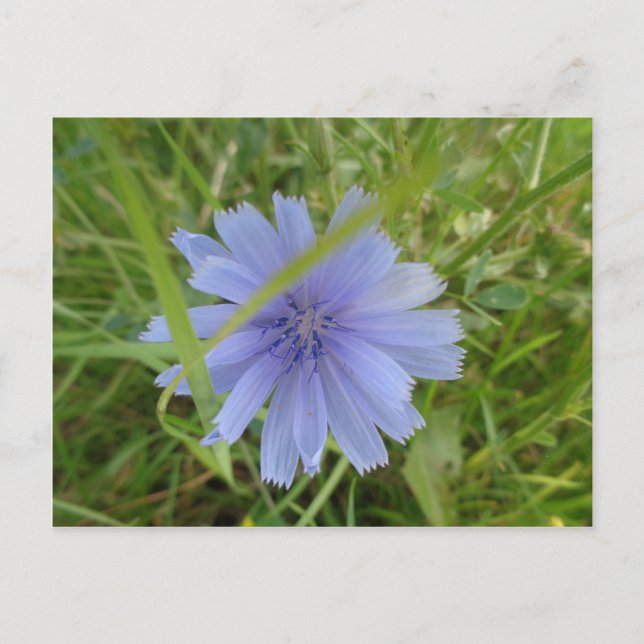 Carte Postale Fleur florale Chicory bleu violet (Devant)