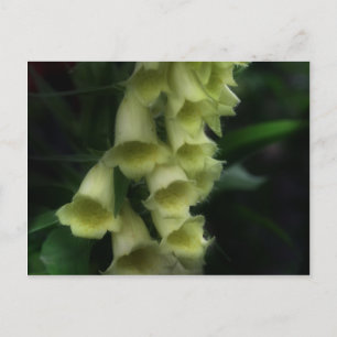Carte Postale Fleur Foxgants intenses