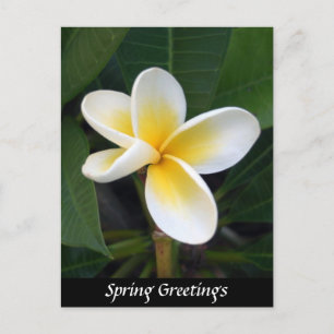 Carte Postale Fleur Fragipani, Salutations de printemps, Nature