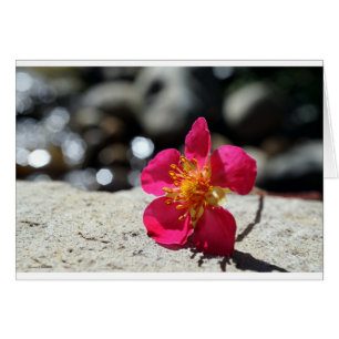 Carte postale Fleur fraise