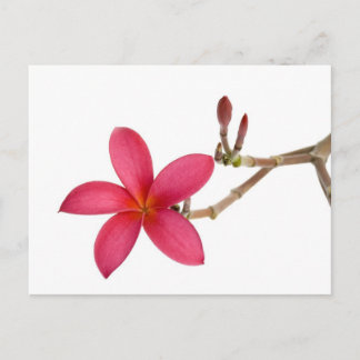 Carte Postale Fleur Frangipani rouge