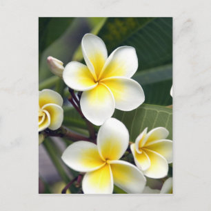 Carte Postale Fleur frangipanienne Îles Cook