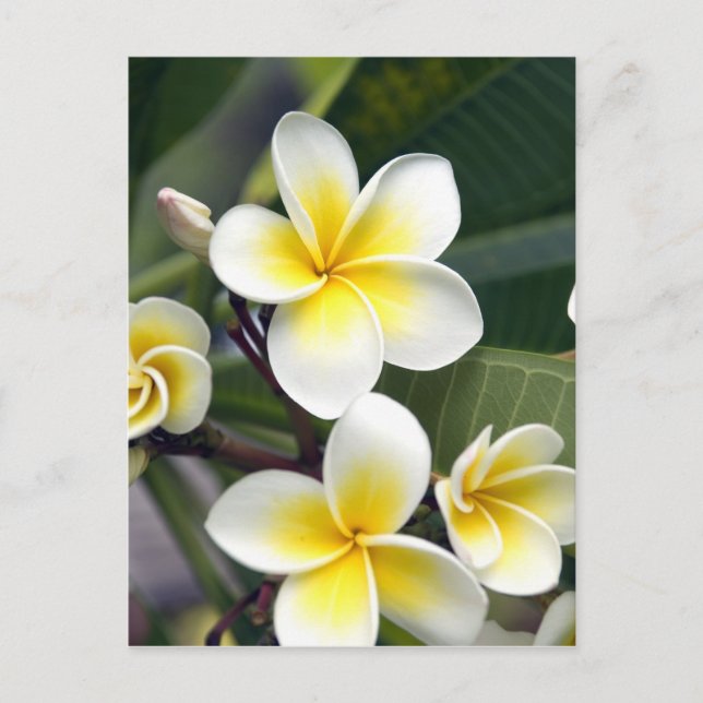Carte Postale Fleur frangipanienne Îles Cook (Devant)