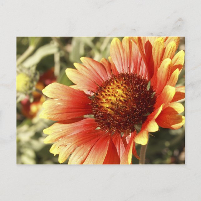 Carte Postale Fleur Gaillardia colorée et ensoleillée de couvert (Devant)
