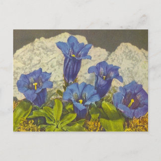 Carte Postale Fleur Gentien