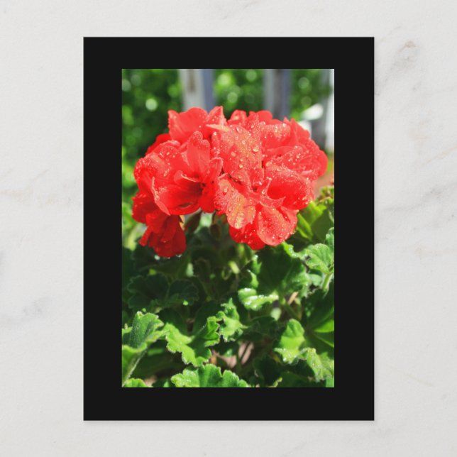 Carte postale Fleur Geranium rouge (Devant)