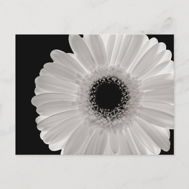 Carte Postale Fleur Gerbera blanche (Devant)